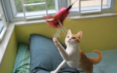 How Long Should You Play With Your Cats Each Day?