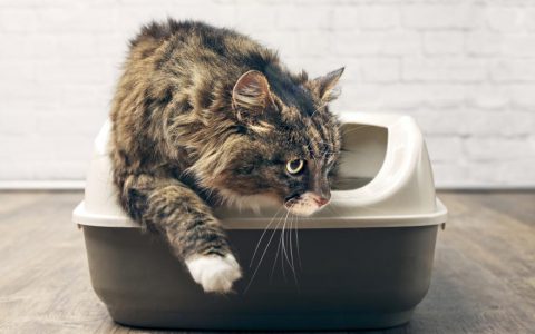 Why Do Cats Kick Litter Everywhere?