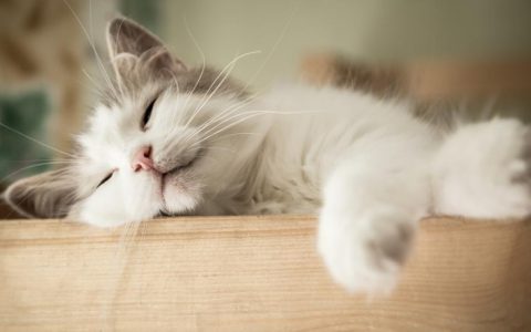 5 Vet-Approved Ways to Calm Your Cat