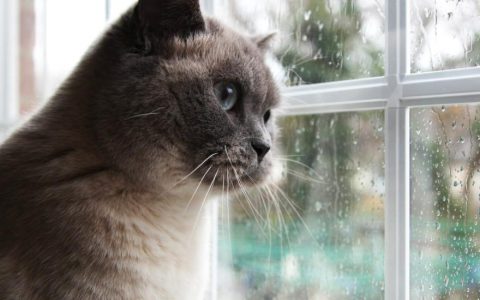 Do Cats Know When They Are Dying?