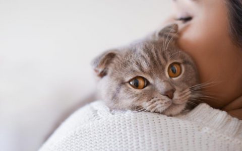 8 Vet-Approved Home Remedies for Your Cat (And When To Take Your Kitty to the Vet)