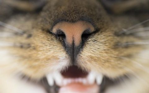 Cat Teeth Grinding: What You Need to Know