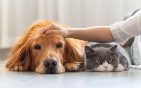 Euthanizing Pets at Home: Cost and What to Expect
