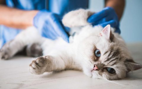 Edema in Cats