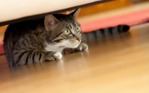 10 Cat Anxiety Medications