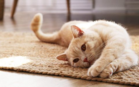 How to Read a Cat’s Body Language
