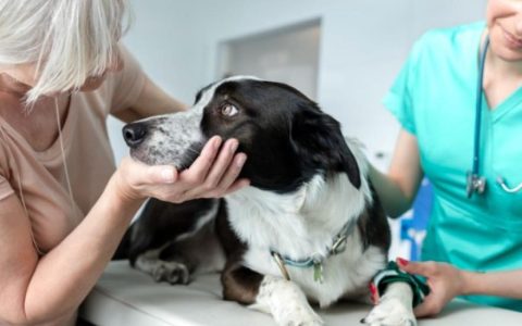 What's the Cost for Euthanizing a Dog or Cat?