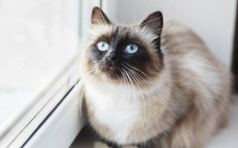 Birman