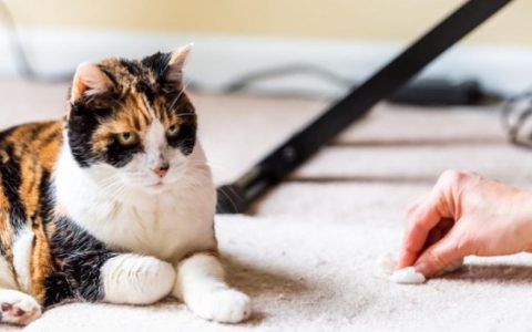 Why Your Cat is Throwing Up and What To Do